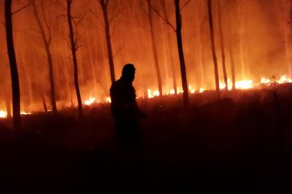 Se vienen registrando fuertes pérdidas por los incendios forestales