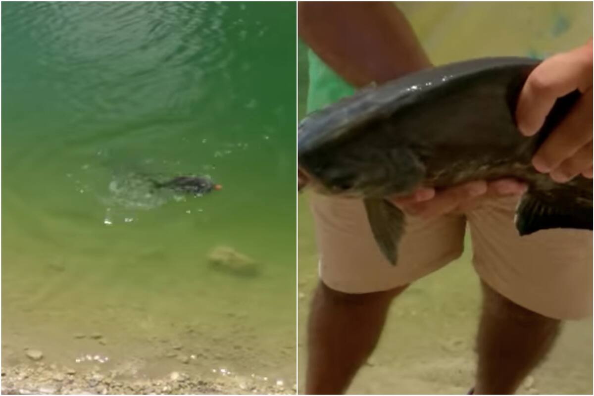 Se viralizó un video de un par de pescadores que hallaron un pez con enormes dientes en un estanque de North Miami Beach
