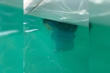 Se vive un gran miedo en las aguas ante los ataques (Foto Stephen Bidwell)