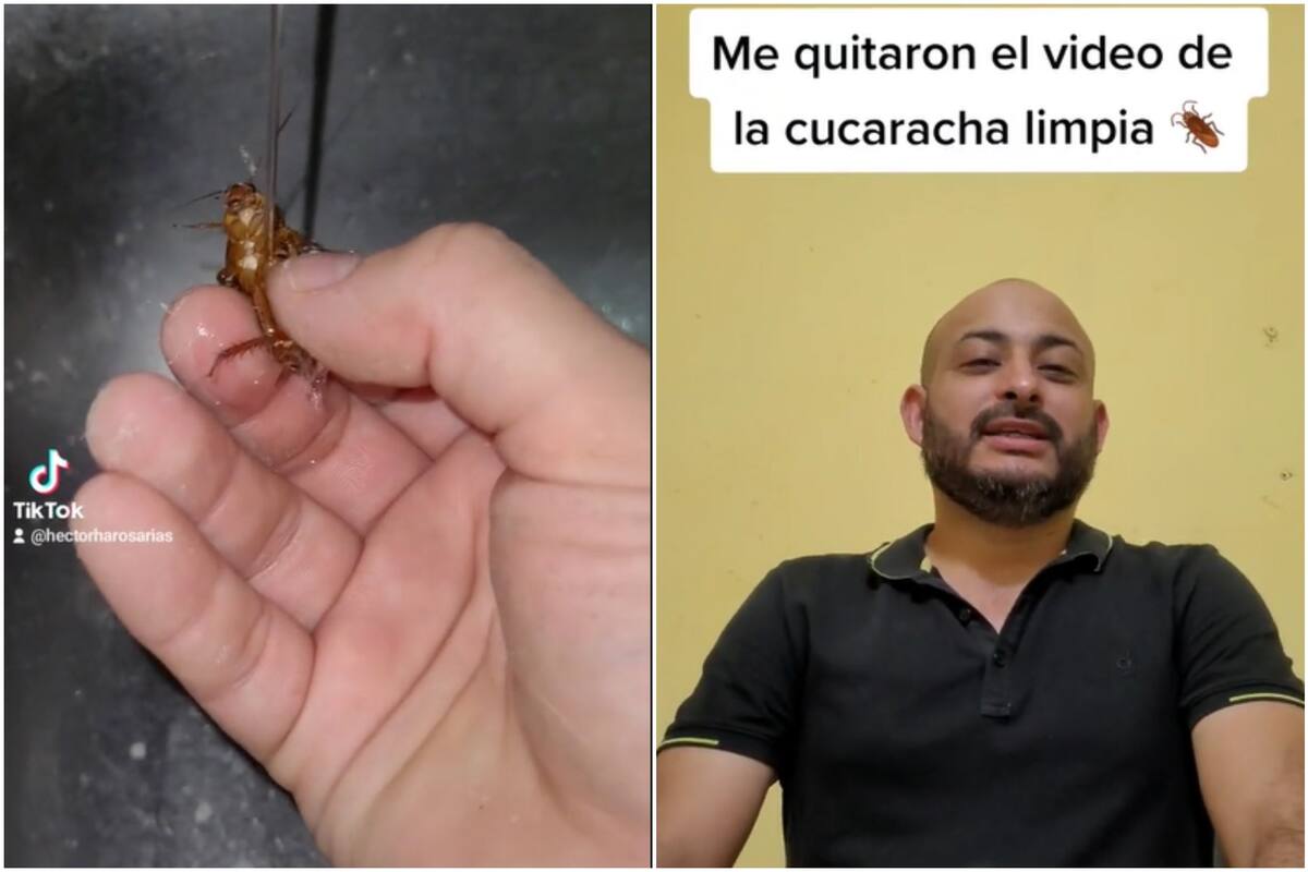 Se volvió viral en las redes sociales por bañar a una cucaracha y lo denunciaron por maltrato animal