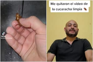 Se volvió viral en las redes sociales por bañar a una cucaracha y lo denunciaron por maltrato animal