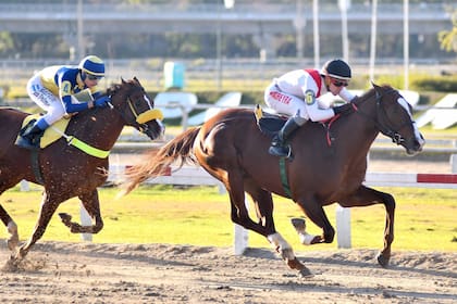 Sea Wolf ganó sus dos carreras en la arena de Palermo, donde este sábado correrá la Polla de Potrillos (G1)