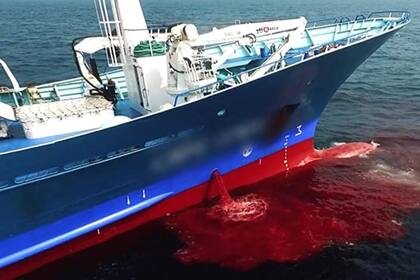 Seaspiracy exhibe el daño que hace a la fauna marina la explotación pesquera