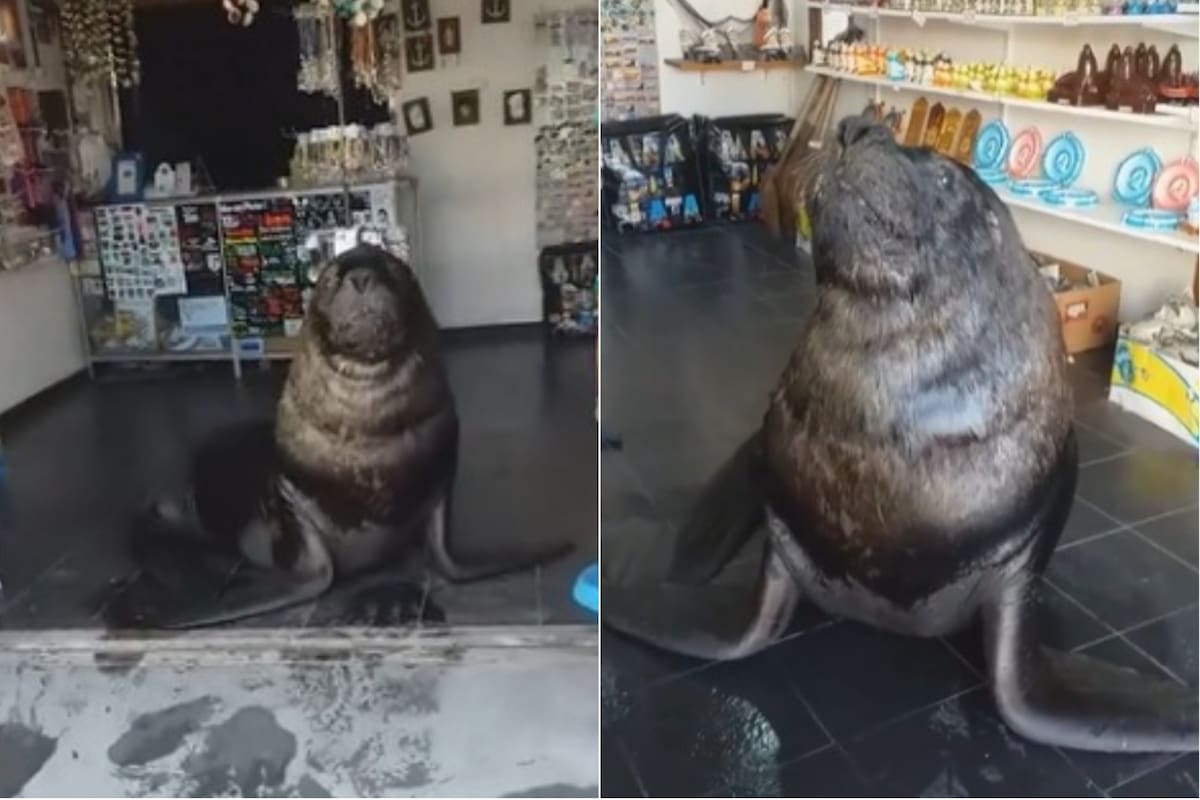 Sebastián, el lobo marino que se volvió viral en la ciudad de Mar del Plata