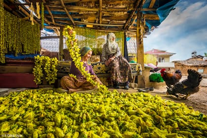 "Secado de flores de okra en Tokat, Turquía. Las mujeres recogen flores de okra del campo y las colocan en una cuerda, luego las flores secas caen y la okra está lista para usarse en invierno"