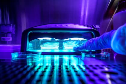 Para realizar el estudio, Zhivagui expuso los tres tipos de células a dos condiciones diferentes: exposición aguda y exposición crónica al dispositivo de luz ultravioleta.