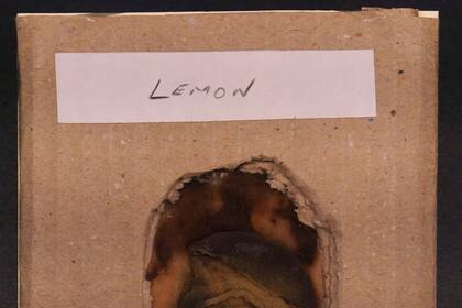 Secretos, herramientas de espionaje y un limón de 110 años se exhiben en muestra del MI5 británico