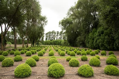 Sector del vivero en donde se cultivan los buxus en forma de bocha.