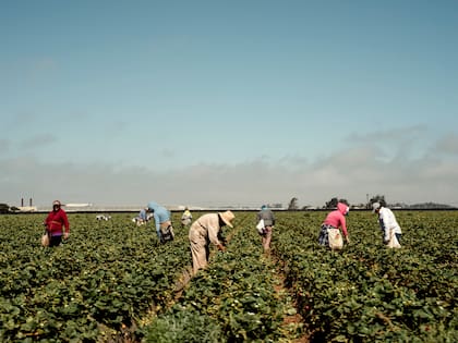 Sectores como la agricultura y la construcción son especialmente vulnerables a los operativos de ICE