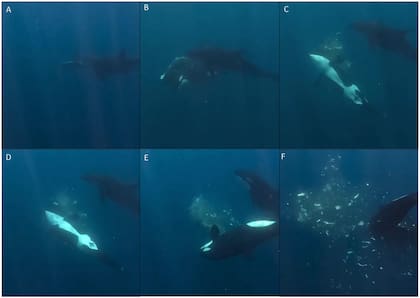 Secuencia captada frente a Baja California: una orca sostiene un pez luna de cola afilada mientras otra embiste la presa a gran velocidad; el impacto fragmenta al animal y facilita su consumo