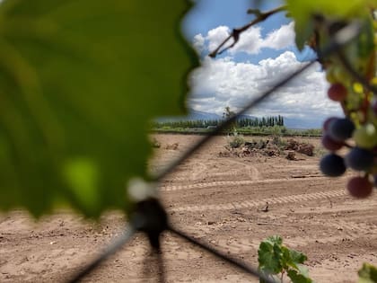 Según alertan, la erradicación de viñedos es porque realmente no están dando, por la variedad o los kilos, una rentabilidad para sostenerlos