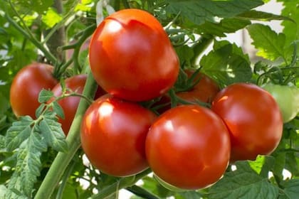 Según algunos modelos computarizados, el tomate y el trigo podrían crecer en la Luna
