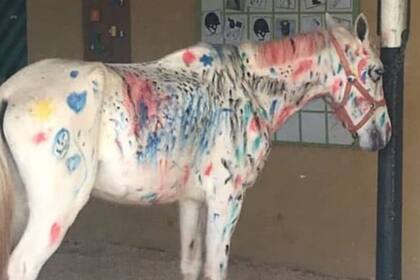 Según autoridades locales, el animal no sufrió problemas en la piel ni estrés