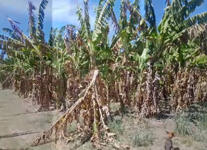 Según Ayala, este año está totalmente comprometida la producción, donde la seca y el extremo calor pone en peligro no solo la calidad de la fruta, sino también la cantidad