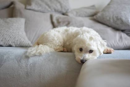 Según científicos de la Universidad de Helsinki, el Bichón Maltés es el perro más cariñoso de todos
(Foto: iStock)