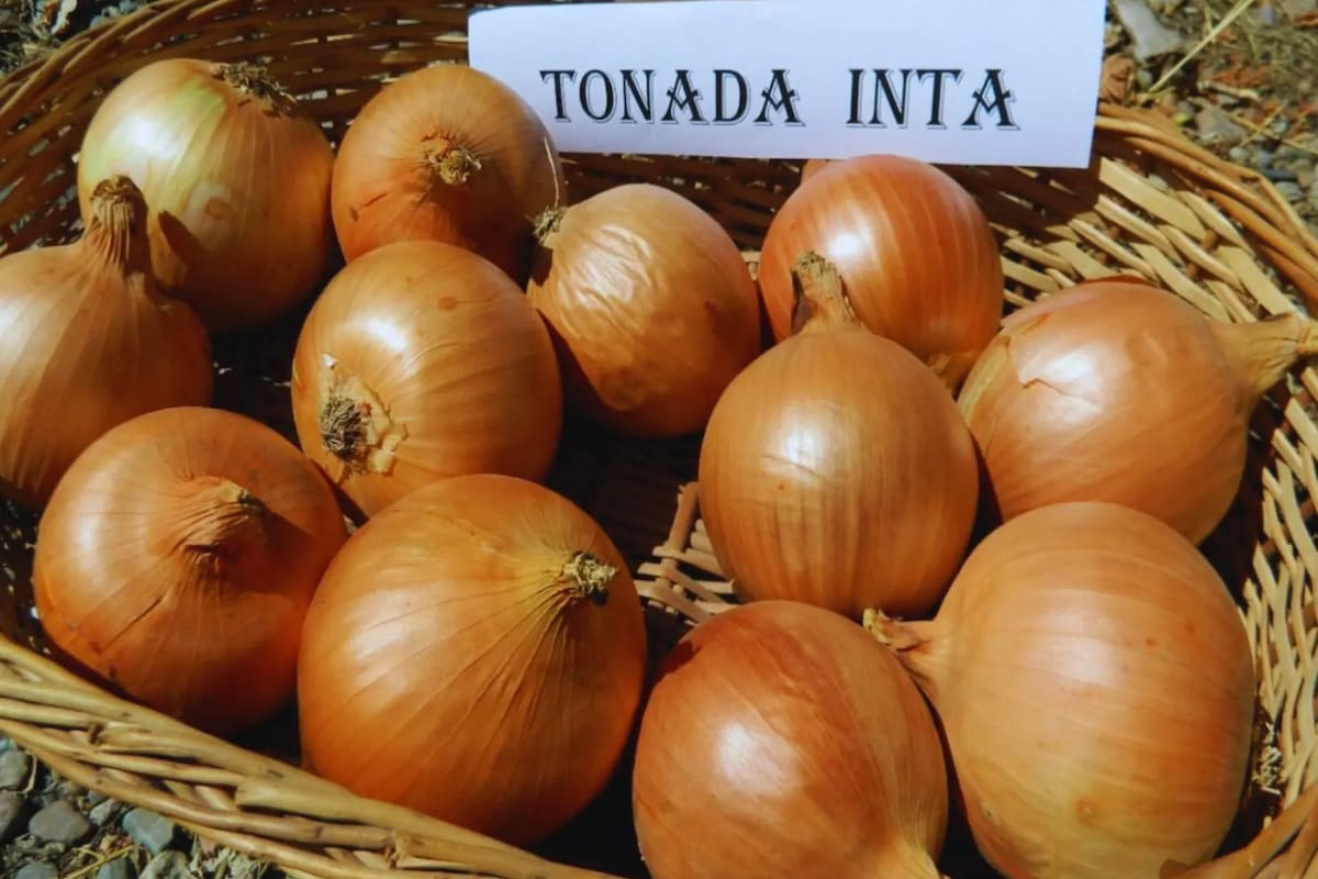 Según comentaron, “este material está destinado al consumo en fresco y aporta una alternativa de calidad al sector productivo; sus características la hacen especialmente adecuada para diversificar la oferta del mercado interno y fortalecer las exportaciones"