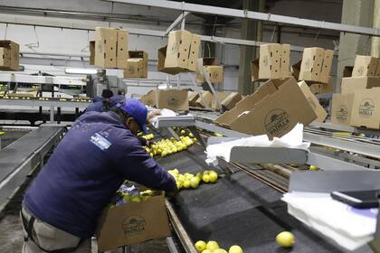 Según contó el dirigente, hoy en día la industria produce con la fruta cuatro subproductos que todos se exportan: limón fresco, jugo concentrado, aceite esencial y cáscara deshidratada