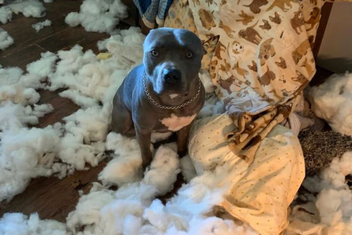 Según contó la mujer, al ver la escena, Bo se puso en medio de todo y comenzó a mover la cola, como si estuviera feliz