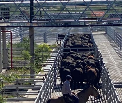 Según contó Saénz Valiente, “el diseño del mercado fue acorde a las exigencias de bienestar animal, buscando en todo momento el menor desplazamiento de los animales y la mayor fluidez en sus traslados a los distintos sectores”