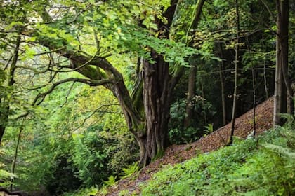 Según Darwin, una mezcla de especies plantadas juntas a menudo crecen con más fuerza que las especies plantadas individualmente