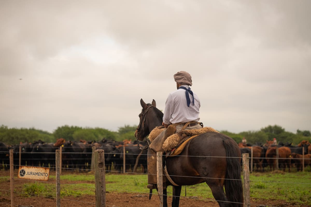 Según datos corporativos, Juramento desarrolla actividades sobre más de 114.000 hectáreas y engorda alrededor de 86.000 cabezas por año en feedlot. Además, controla el Frigorífico Bermejo y participa tanto del mercado interno como de exportación