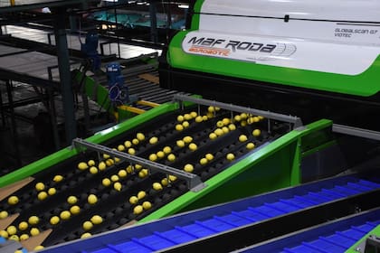 Según datos de la empresa, sus principales fueron la Unión Europea, con un 70% para la naranja de la variedad Valencia, y Estados Unidos, con un 36% para el limón