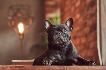 Según declaró la menor de ellas, al llegar a un área habilitada para soltar mascotas decidieron liberar a su perro más pequeño, un bulldog francés. (Freepik)