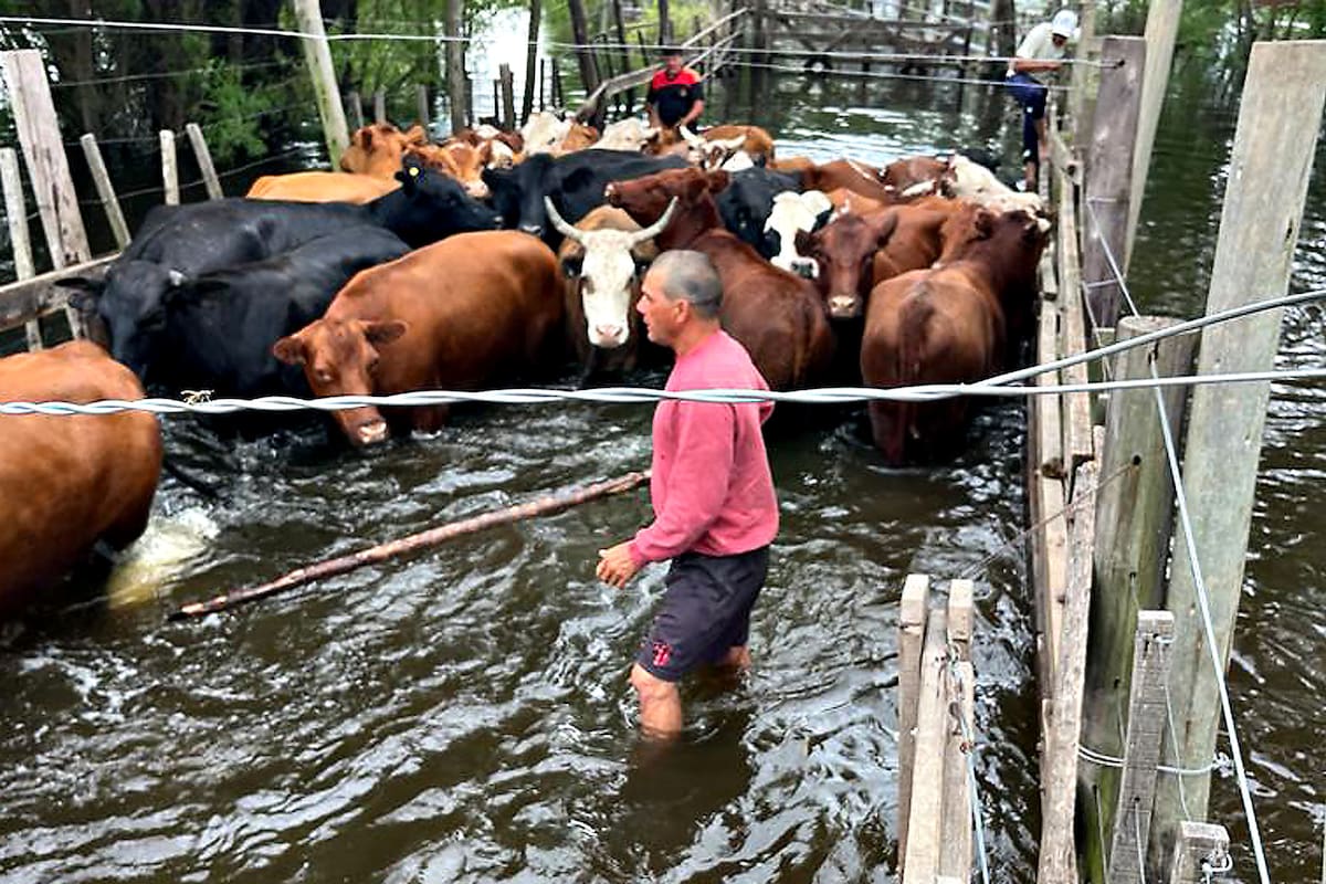 Según denunciaron los ganaderos isleños, el estado de los corrales y bretes del municipio de Victoria es desastroso