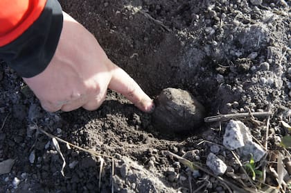 Según describe, la trufa es el fruto de un hongo subterráneo que se desarrolla en simbiosis con ciertos árboles como el roble europeo y la encina española. Se la encuentra debajo de la superficie del suelo a unos 20 centímetros de profundidad, aproximadamente