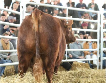 Según describe Orazi, es un toro que salió a subasta con menos de dos años y en esa misma subasta se subastaron hijas de él