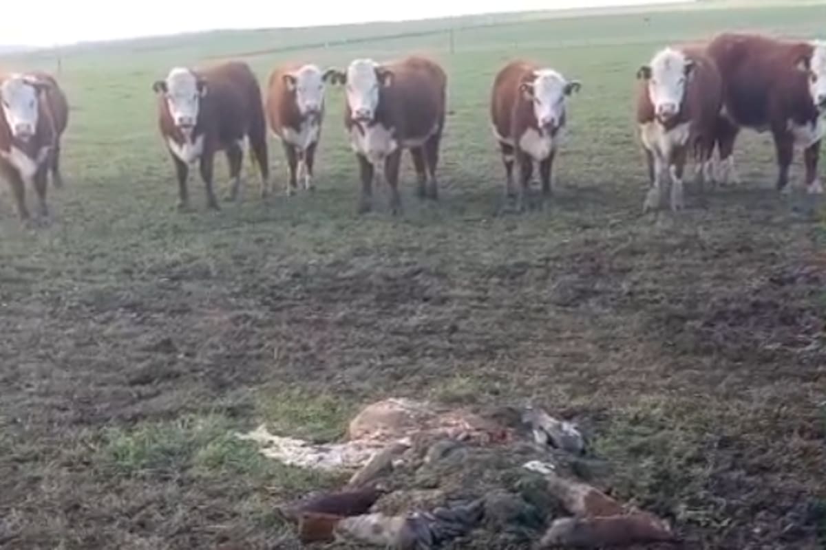 Según describió, los delincuentes actuaron con un modus operandi ya conocido: “Siempre largan gente de a pie desde una camioneta, con carabina calibre 22 matan los animales. Luego tiran gente a preparar, a depostar y a cortar todo"