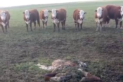 Según describió, los delincuentes actuaron con un modus operandi ya conocido: “Siempre largan gente de a pie desde una camioneta, con carabina calibre 22 matan los animales. Luego tiran gente a preparar, a depostar y a cortar todo"