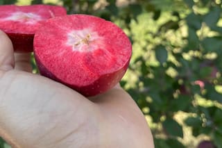Cuál es el secreto de la manzana roja por dentro que llegó al país