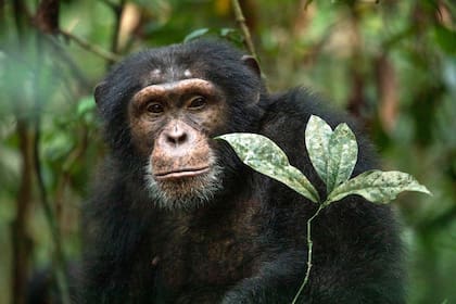 Según detalla el Informe Planeta Vivo hasta 1970 “nuestra huella ecológica global era menor que el ritmo de regeneración de la Tierra, pero los excesos actuales están deteriorando gravemente la salud del planeta y, con ella, las propias perspectivas de la humanidad”
