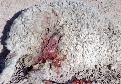 Según detalló Luchetti, productor ovino de Cerro Policía, un puma puede matar hasta 30 ovejas en una noche