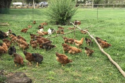 Según dicen en Cocorokeen, los pollos orgánicos tardan 84 días en criarse