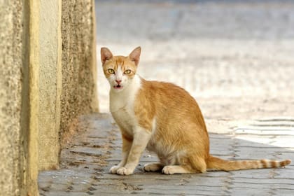 Según diferentes estudios, se comprobó que los gatos utilizarían el geomagnetismo de la Tierra para retornar a casa