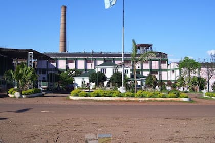 Según dijeron en el ingenio, con las 8000 toneladas que se van a cosechar buscarán destinarlas a insumo, forraje o alimento para las asociaciones de ganaderos de la provincia