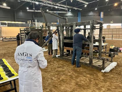 Según dijeron los organizadores, la exposición contará con la presencia de reproductores de las principales cabañas de la región
