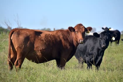 Según dijeron, los productores pueden consultar el romaneo de sus animales, como ser el peso, la categoría y la tipificación, además de la información del usuario de faena y del establecimiento faenador