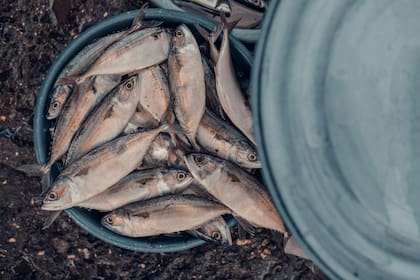 Según distintos estudios la caballa es más saludable que el atún y el salmón (imagen ilustrativa)