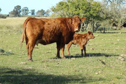 Según el académico, las estadísticas de la FAO muestran que las emisiones biogénicas de los bovinos en las Américas no superan hoy el 3% de las emisiones globales y que ese porcentaje desciende persistentemente año tras año desde 1960