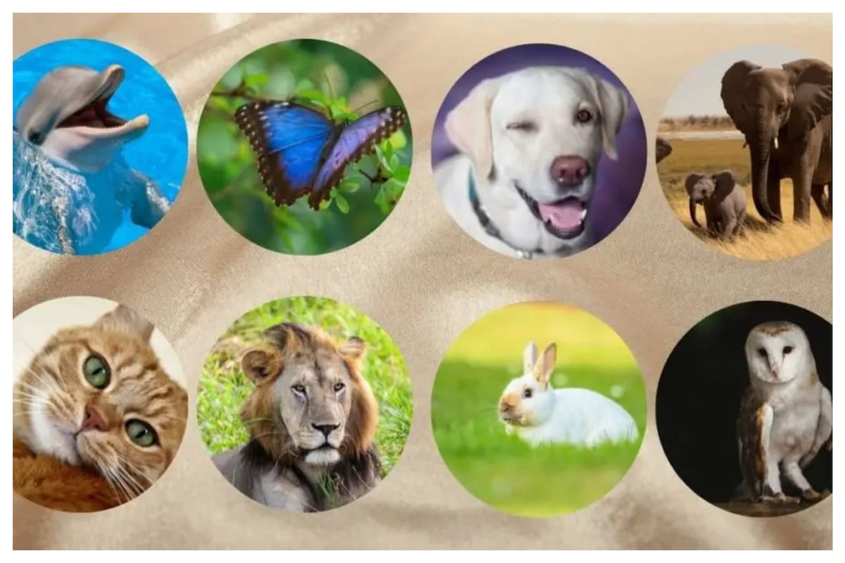 Según el animal que le atraiga más a la persona, este será su don