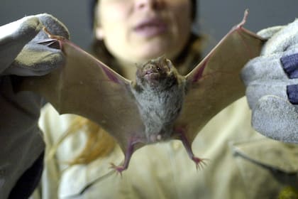Un mercado que vendía sopa de murciélago fue señalado como el origen del coronavirus