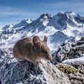El ratón orejudo que vive más alto que ningún otro mamífero del mundo: así soporta el frío y la falta de oxígeno