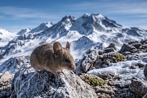 El ratón orejudo que vive más alto que ningún otro mamífero del mundo: así soporta el frío y la falta de oxígeno