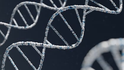 Según el Dr. Sinclair este descubrimiento respalda la hipótesis de que las células de los mamíferos mantienen una especie de “copia de seguridad del software epigenético”