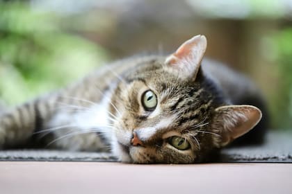 Según el estudio, los gatos pasan la mayor parte de su tiempo al aire libre a menos de 50 metros de su casa