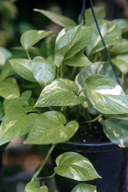 Según el Feng Shui, el Epipremnum aureum puede atraer prosperidad y vitalidad