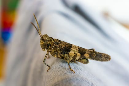 Según el Feng Shui, es una buena noticia que lleguen estos visitantes (Foto ilustrativa: Freepik)